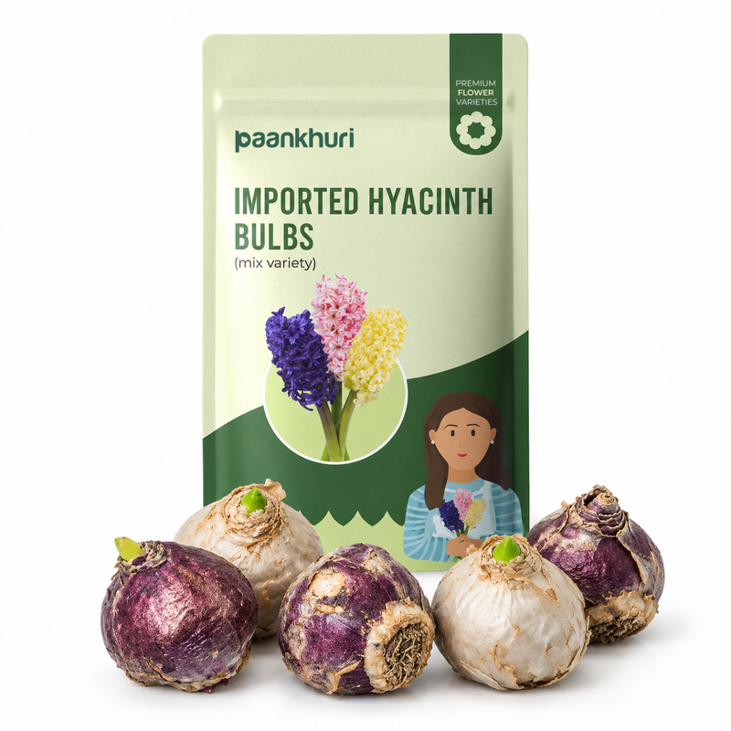 A stand-up pouch of Paankhuri Imported Hyacinth Bulbs (mix variety) displayed with five actual hyacinth bulbs in front on a clean white background.