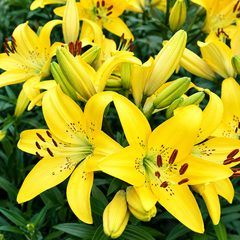 Close-up of bright yellow lily flowers with green leaves and buds in full bloom.