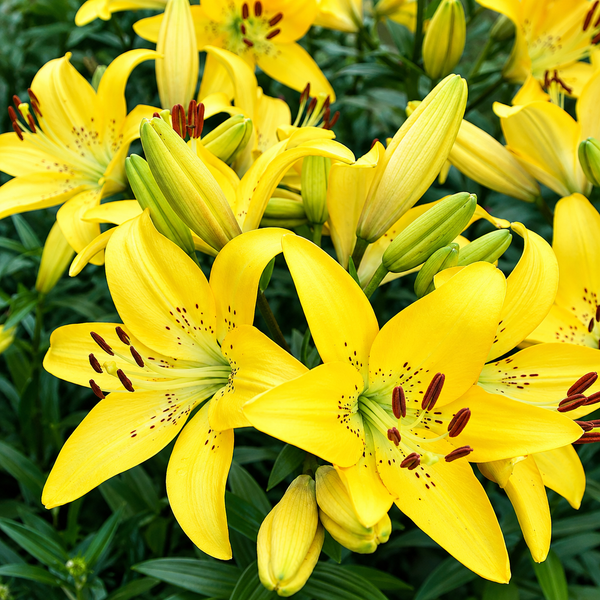 Close-up of bright yellow lily flowers with green leaves and buds in full bloom.