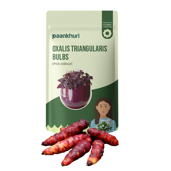Oxalis Triangularis Bulbs