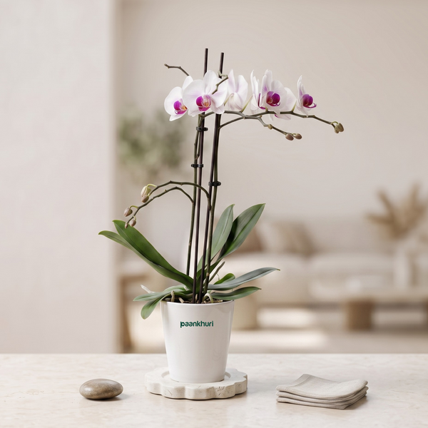 A potted white orchid with white petals and purple centers, displayed in a white ceramic pot on a marble coaster on a light stone surface. The background is a softly blurred, warm beige interior.