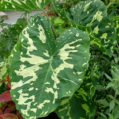 Alocasia Bulbs