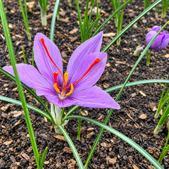 A single blooming purple saffron flower with bright red and yellow stamens growing in dark soil among green grass blades, with another flower bud visible in the background.