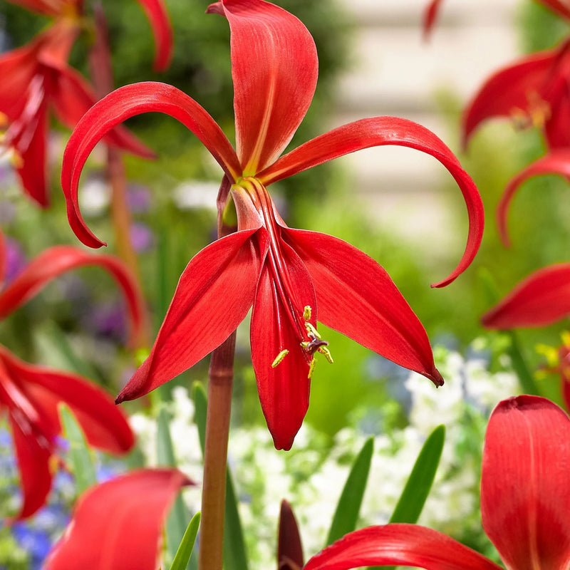 Aztec Lily Bulbs