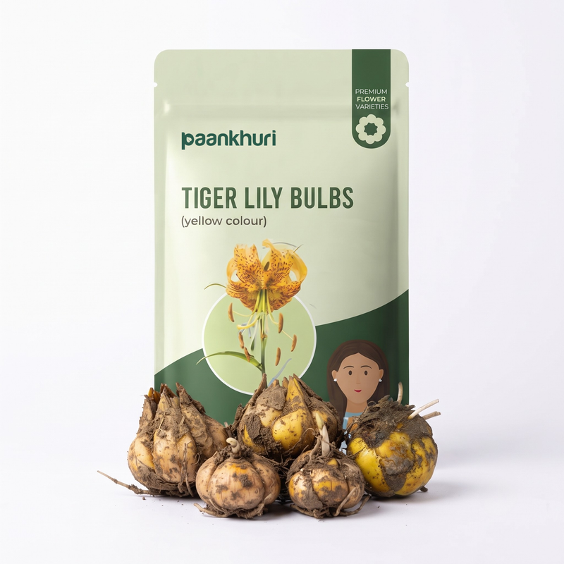 A stand-up pouch of Paankhuri Tiger Lily Bulbs (yellow colour) displayed with several actual tiger lily bulbs in the foreground on a clean white background.