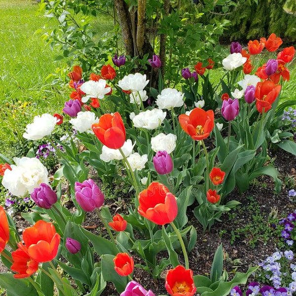 Tulip Bulbs - Mix Colour