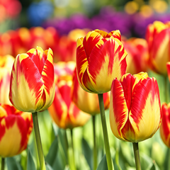 Close-up of tulip flowers in a field, with three prominent tulips in the foreground showing red and yellow variegated petals and green stems.