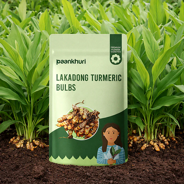 Lakadong Turmeric Bulbs