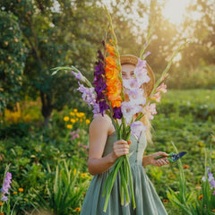 Gladiolus Bulbs (Mix Colour)